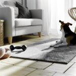 What to Do When Your Dog Has Separation Anxiety at Home