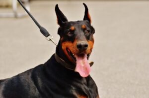 doberman, dog, wildlife, animal, domestic animal, nature, dog on leash, dog lies, pet, race