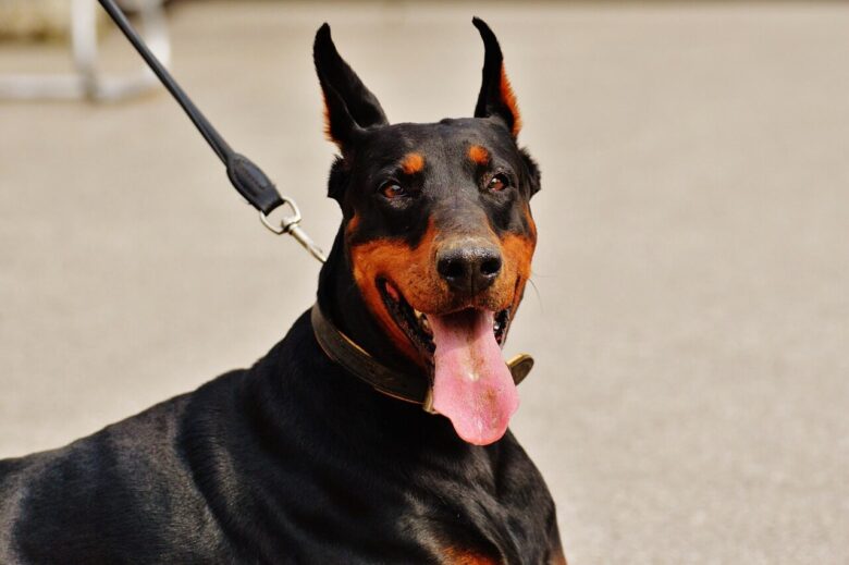 doberman, dog, wildlife, animal, domestic animal, nature, dog on leash, dog lies, pet, race