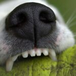 snout, animal, denture, bite, to play, dog, teeth, creature, close up, pet, jack russell, terrier, snappy, dog teeth