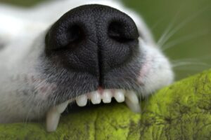 snout, animal, denture, bite, to play, dog, teeth, creature, close up, pet, jack russell, terrier, snappy, dog teeth