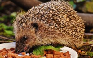hedgehog, pet, eating, feed, young hedgehog, young animal, animal, mammal, prickly, nature, nocturnal, cute, garden, animal world