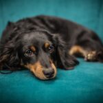 dog, puppy, sofa, nature, pet, animal, lying down, canine, domestic, domestic dog, portrait, dog portrait, mammal, animal portrait