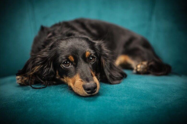 dog, puppy, sofa, nature, pet, animal, lying down, canine, domestic, domestic dog, portrait, dog portrait, mammal, animal portrait