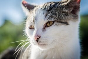 cat, kitten, nature, animal, pet, vet, fur