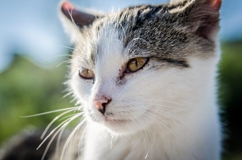 cat, kitten, nature, animal, pet, vet, fur