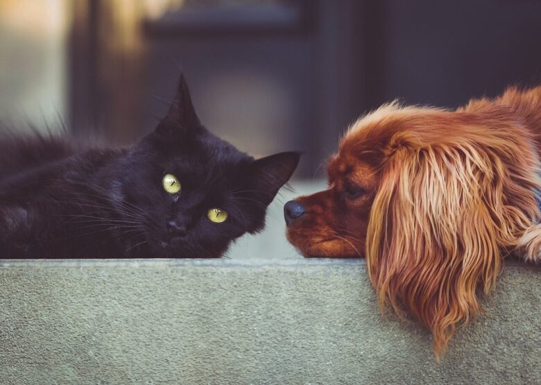 dog, cat, pets, mammals, nature, animal, animals, friends, friendship, brown dog, pet, black cat, domestic, domestic animals, portrait, friendship day