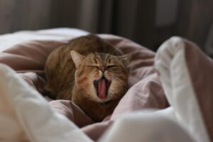 cat, yawns, yawning, pet, sleepy, to yawn, animal, i love it