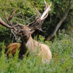 red stag, shedding velvet, deer, wildlife