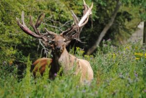 red stag, shedding velvet, deer, wildlife