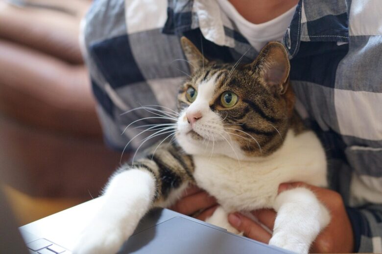 cat, work, technology, pet, cute, pc, keyboard, animal, remote work