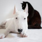 dog, pet, cat, animals, bull terrier, animal, pets, nature, friends, black cat, white dog, domestic, together