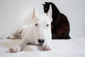 dog, pet, cat, animals, bull terrier, animal, pets, nature, friends, black cat, white dog, domestic, together