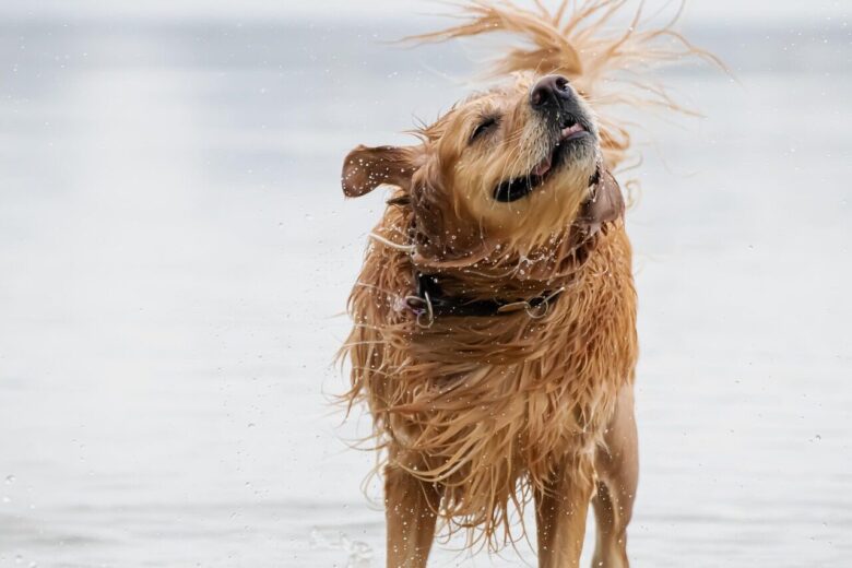 dog, animal, nature, golden retriever, water, domestic animal, wet, waterdrops, shake, pet, fur, to bathe, swim