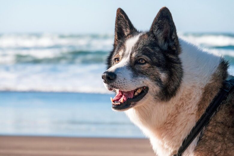 dog, nature, beach, water, sand, coast, animal, pet, canine, outdoors
